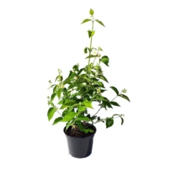 Seringat (Jasmin des poètes) blanc. Le pot de 3 litres