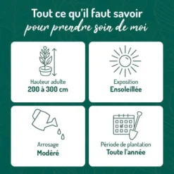 Seringat (Jasmin des poètes) blanc. Le pot de 3 litres