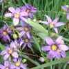 Sisyrinchium Californicum - Le pot de 2 litres