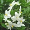 Solanum faux jasmin tige - Le pot de 3 litres