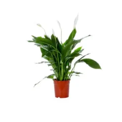 Spathiphyllum Bingo pot Ø17 cm/ H65 cm