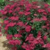 Spirea Japonica Anthony Waterer - Pot de 7L