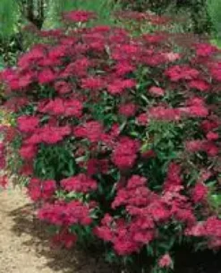 Spirea Japonica Anthony Waterer - Pot de 7L