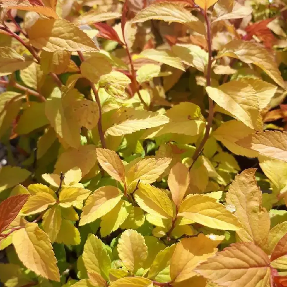 Spirée Japonaise Goldflame. Le pot de 7,5 litres