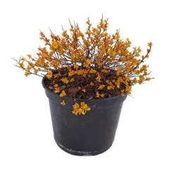 Spirée Japonaise Gold Mound. Le pot de 5 litres