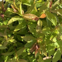 Spirée Japonica Shirobana rose. Le pot de 7,5 litres