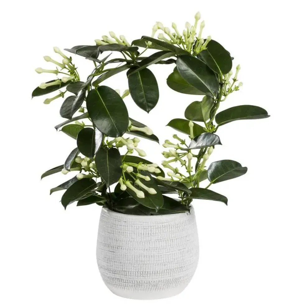 Stephanotis Floribunda Elegans ou Jasmin de Madagascar H 45 x Ø 12 cm