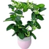 Stephanotis sur arceau avec son cache pot H 40 x Ø 12 cm