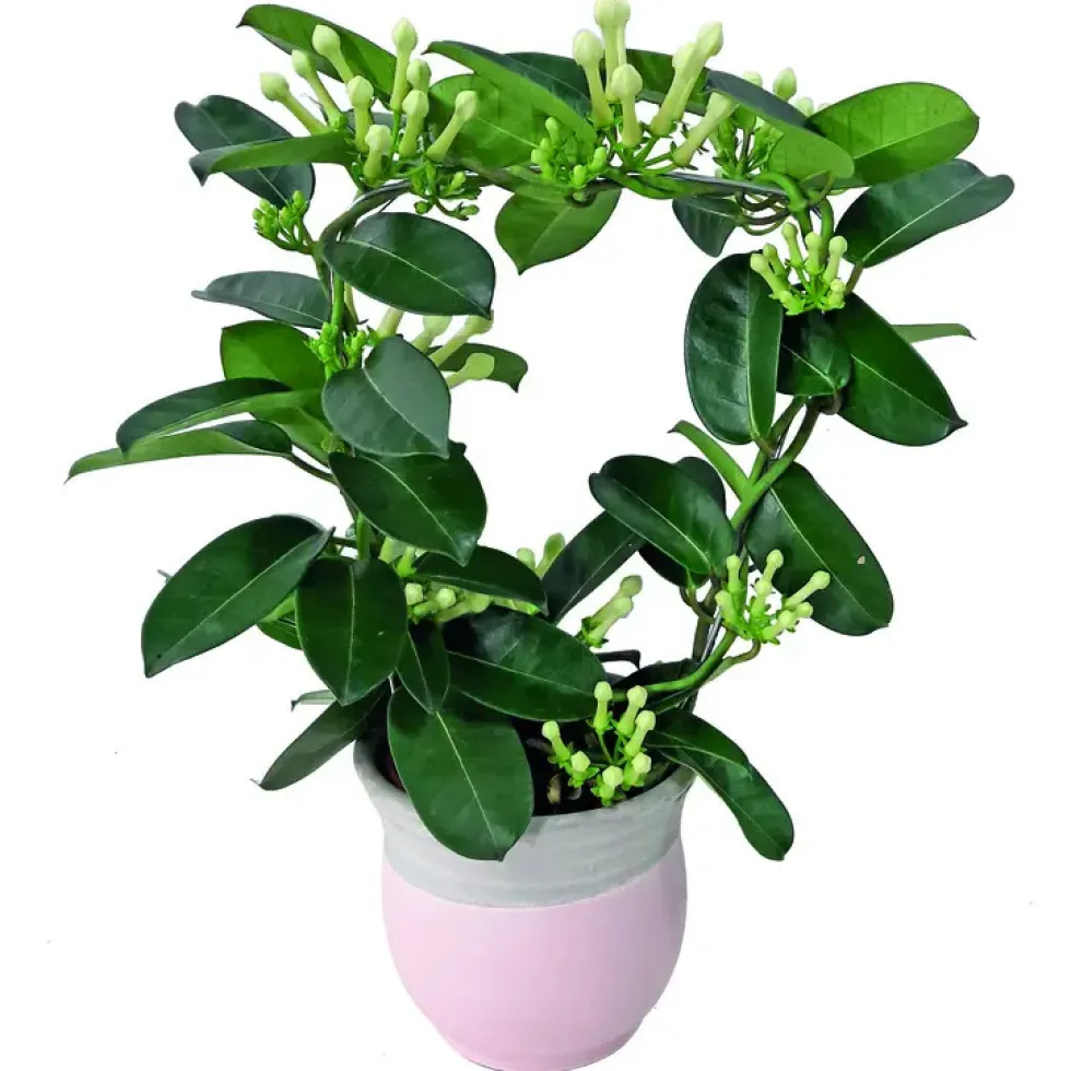 Stephanotis sur arceau avec son cache pot H 40 x Ø 12 cm