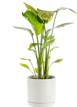 Strelitzia nicolai vert en pot blanc émaillé botanic®. Le pot Ø 24 cm