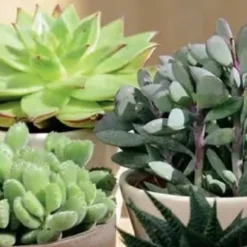 Succulente botanic®. Le pot de Ø 16 cm