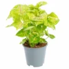 Syngonium doré jaune. Le pot Ø 14 cm