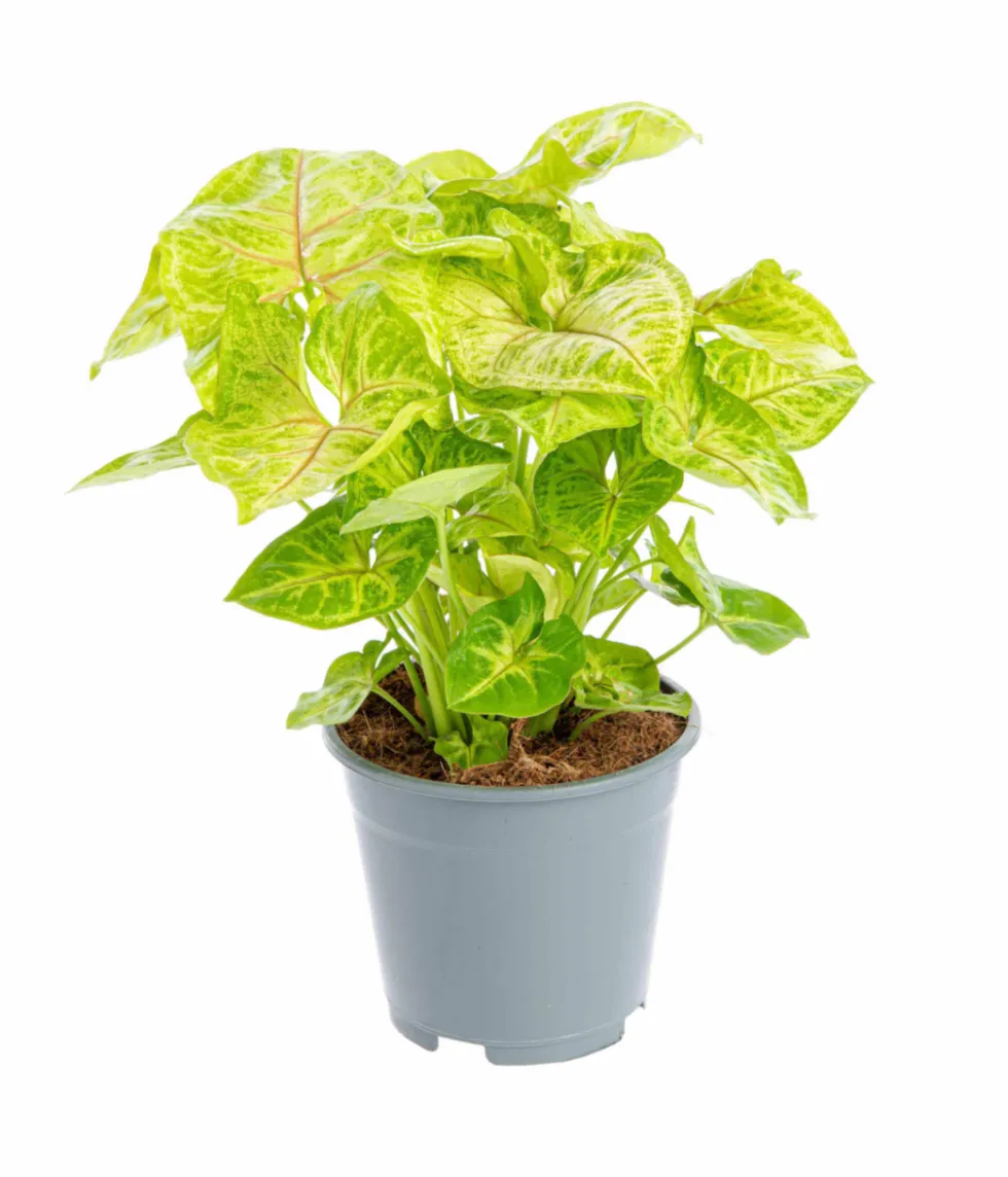 Syngonium doré jaune. Le pot Ø 14 cm