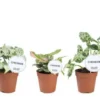 Syngonium variété spéciale. Le pot de Ø 12 x H 25 cm