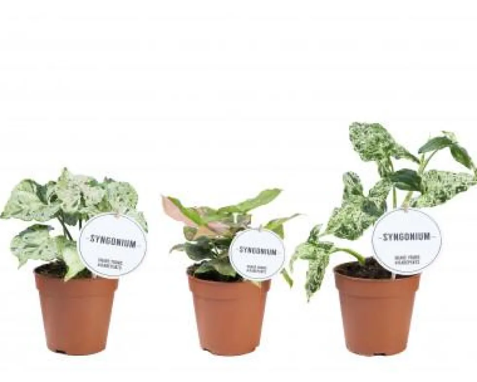 Syngonium variété spéciale. Le pot de Ø 12 x H 25 cm