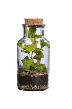 Terrarium autonome Barrate M botanic® - Ø 6,7 x 13,5 cm