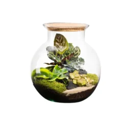 Terrarium autonome botanic® Havana Cala - Taille L Ø 25 cm H 27 cm