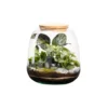 Terrarium autonome botanic® Moly Stone - Taille M Ø 19 cm H 20 cm