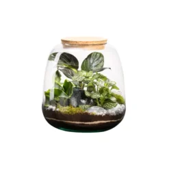 Terrarium autonome botanic® Moly Stone - Taille M Ø 19 cm H 20 cm