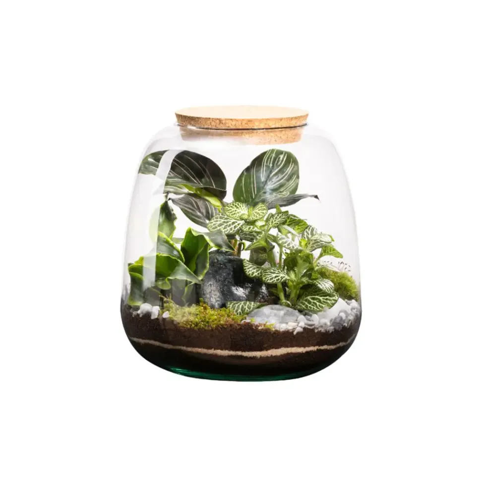 Terrarium autonome botanic® Moly Stone - Taille M Ø 19 cm H 20 cm