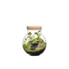 Terrarium autonome Havana Landscape botanic® - taille XS