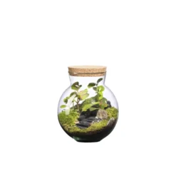 Terrarium autonome Havana Landscape botanic® - taille XS