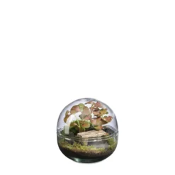 Terrarium autonome Mini Monde Banc botanic® - taille S