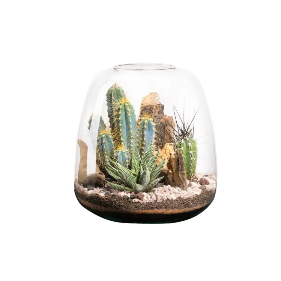 Terrarium cactés Moly Cactus - Taille L Ø 23,5 cm H 25 cm