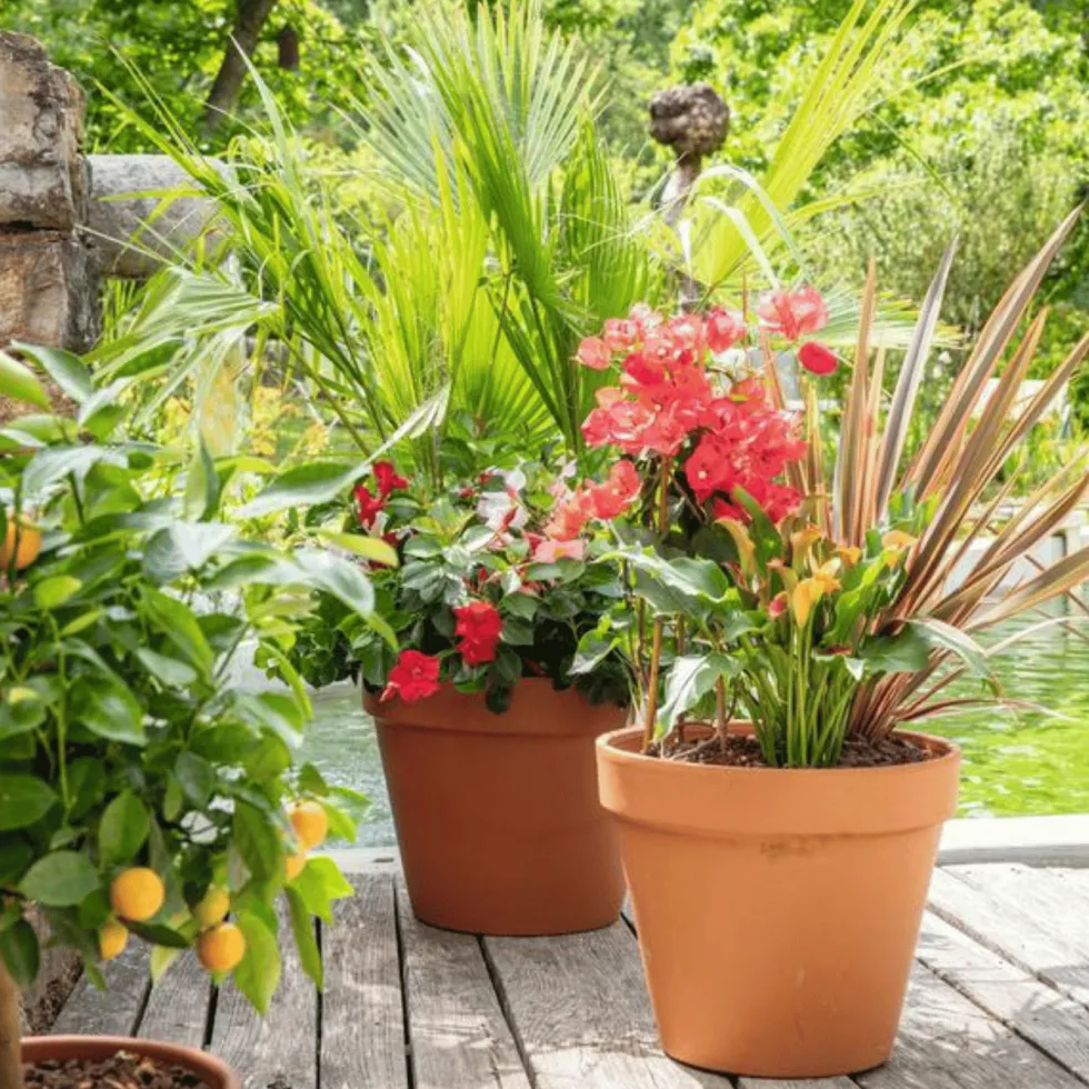 Terreau agrumes et plantes méditerranéennes botanic®