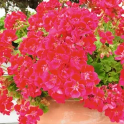 Terreau plantes fleuries botanic®