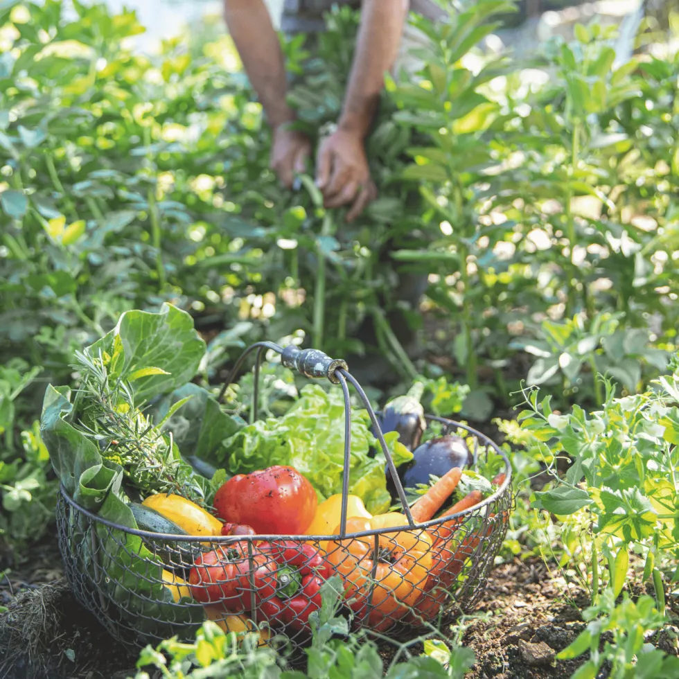 Terre de plantation potager et verger botanic® - 30 L