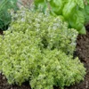 Thym Citron Dore Bio. Le pot de 1 litre