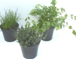 Thym commun. Le pot de 1 litre