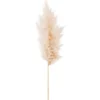 Tige d'herbe de la Pampa (Cortaderia) blanche Naturalys - 115 cm