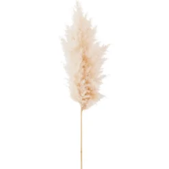 Tige d'herbe de la Pampa (Cortaderia) blanche Naturalys - 115 cm