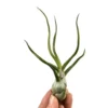 Tillandsia bulbosa vert 10 cm