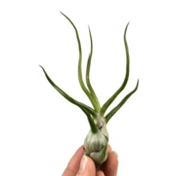 Tillandsia bulbosa vert 10 cm