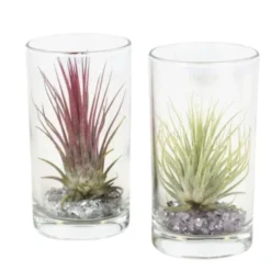 Tillandsia vert en verrerie cylindre 10 cm