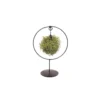 Tillandsia vert magic ball sphère Ø 15 cm