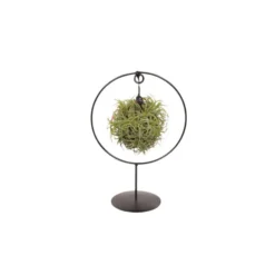 Tillandsia vert magic ball sphère Ø 15 cm