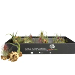 Tillandsia vert x 2 avec racine 10 cm