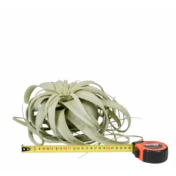 Tillandsia xerographica vert Ø 25 à 30 cm