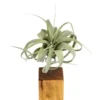 Tillandsia xero vert avec support en bois 25 cm