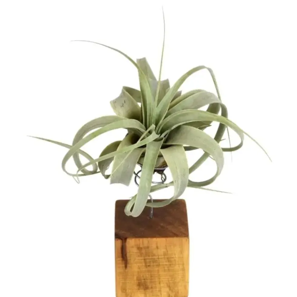 Tillandsia xero vert avec support en bois 25 cm