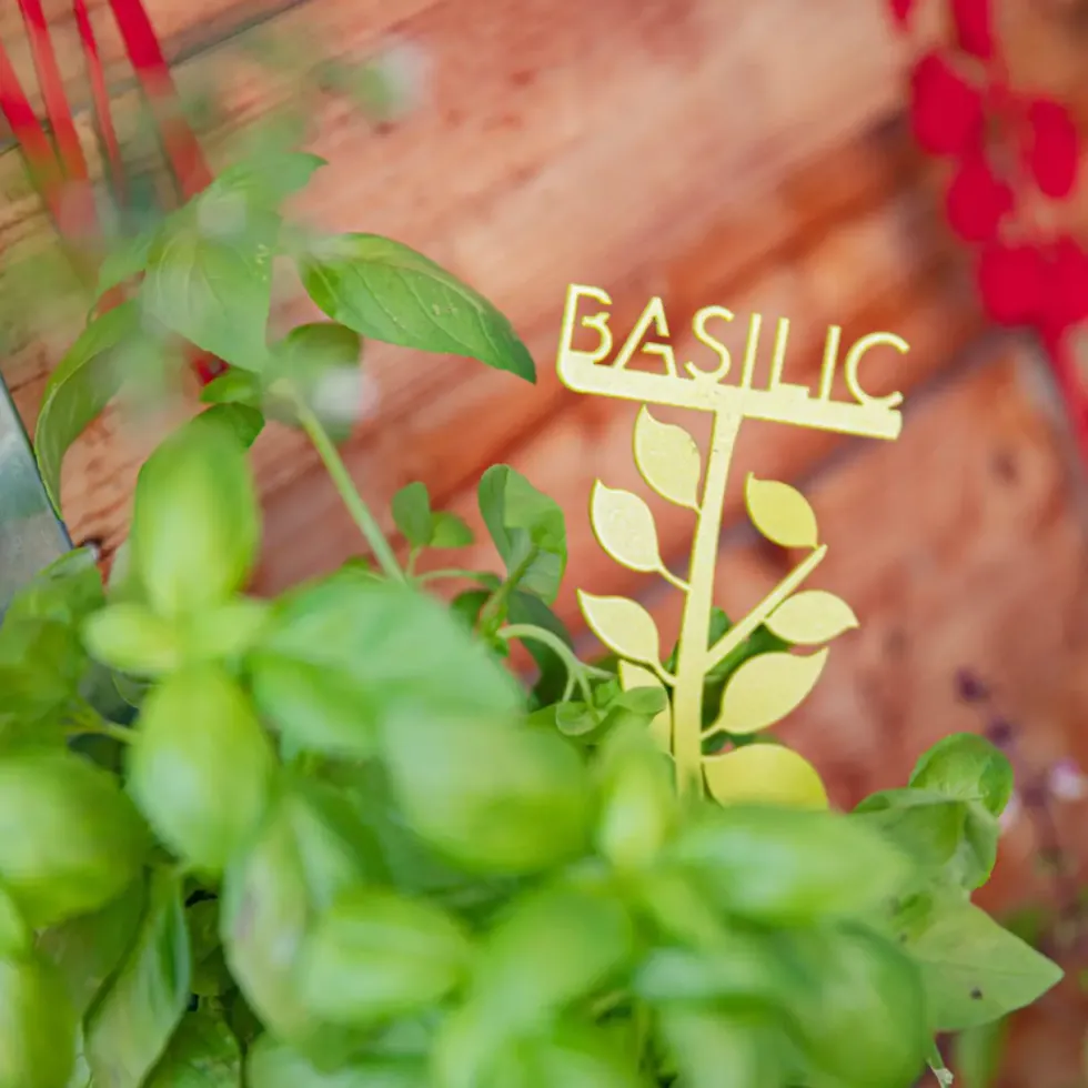 Étiquette basilic petit modèle vert anis H22,6 cm