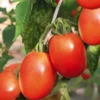 Tomate Allongée Cencara bio. Le pot de 9 x 9 cm