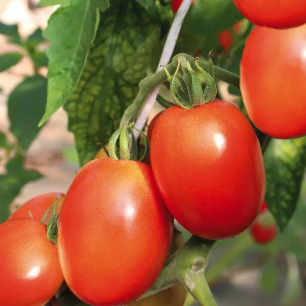 Tomate Allongée Cencara bio. Le pot de 9 x 9 cm