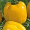 Tomate Allongée Poivron Jaune bio. Le pot de 9 x 9 cm