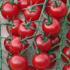 Tomate Apero Balconi Rouge Special Balcon Bio. Le pot de 2,5 litres
