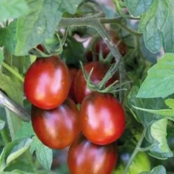 Tomate Cerise Allongée Prune Noire bio. Le pot de 9 x 9 cm